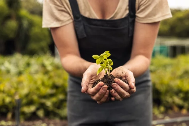 Someone's hands holding a plant while doing sustainable farming