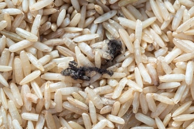 Contaminated rice