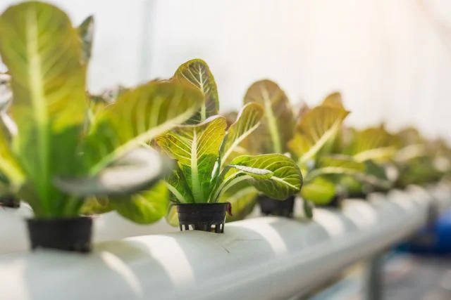 Crops grow in a vertical farm