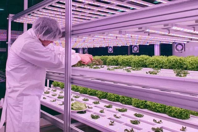 A worker attends crops in a vertical farm under blue light