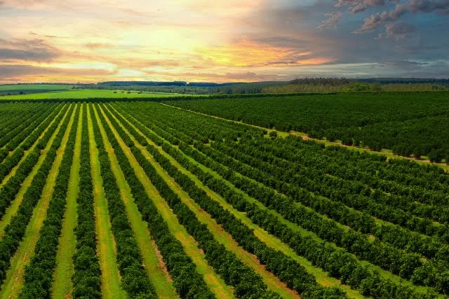A sustainable outdoor farm