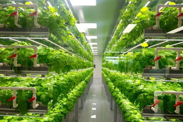 An example of a vertical farm