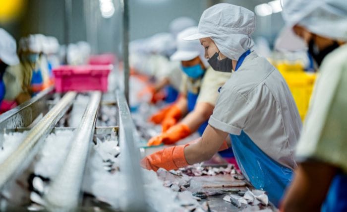 food and beverage digital transformation consultant: Factory workers in white hairnets, face masks and gloves processing fish on a stainless steel production line, with coloured plastic crates in the background.